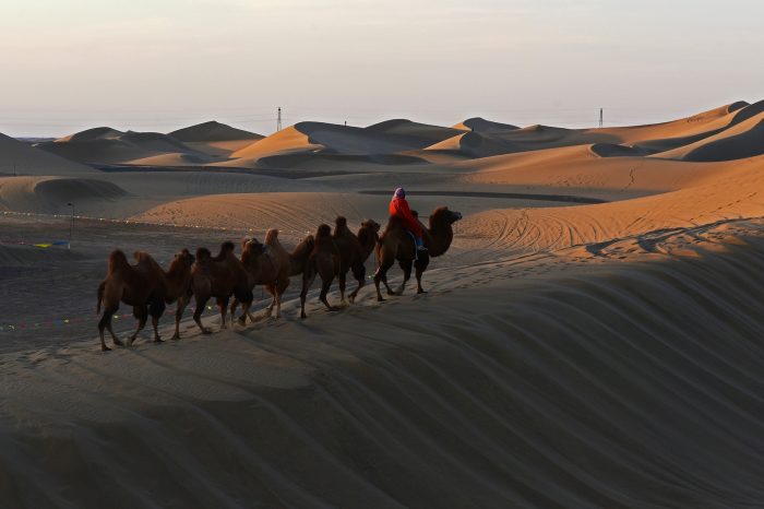 Menyuan Rape Flower, Zhangye and Badain Jaran Desert