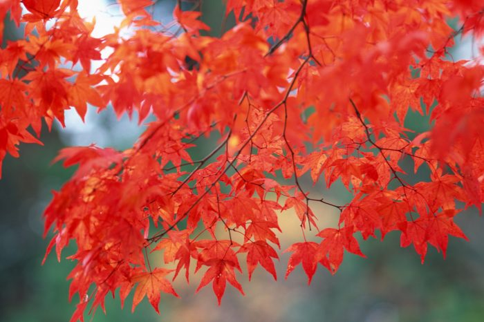 Autumn Scenery of Southern Anhui and Wuyuan County