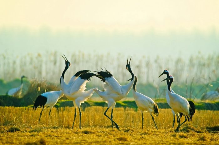 Wild Swans and Red-crowned Cranes