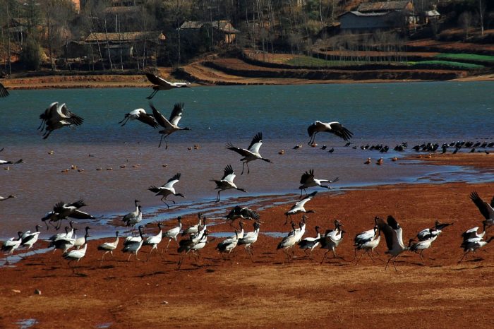 Photography Tour of Red Land and Black-necked Crane