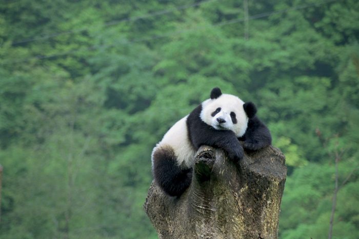 Classic china, giant panda and yangtze cruise