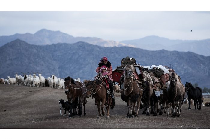 Herdsmen in Xinjiang transfer sheep to spring/autumn pasture