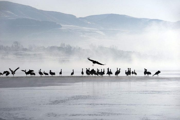 Black-necked cranes, red land and rice terraces in Yunnan