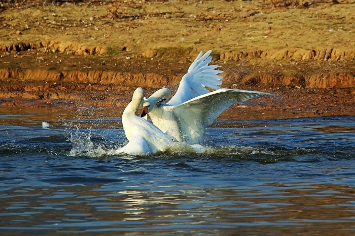 Hukou waterfall and pinglu swans