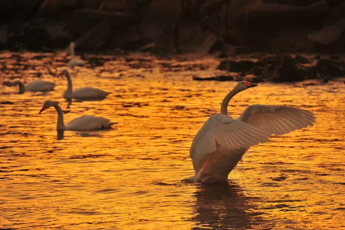 The Swan paradise and Yandunjiao Village