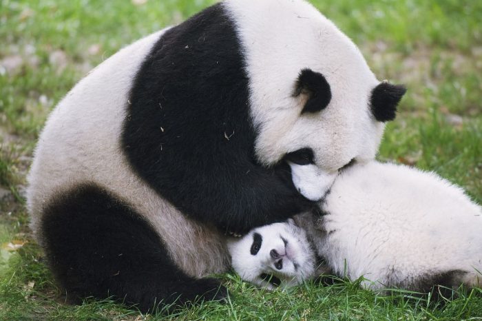 Ni Hao, Giant Pandas!