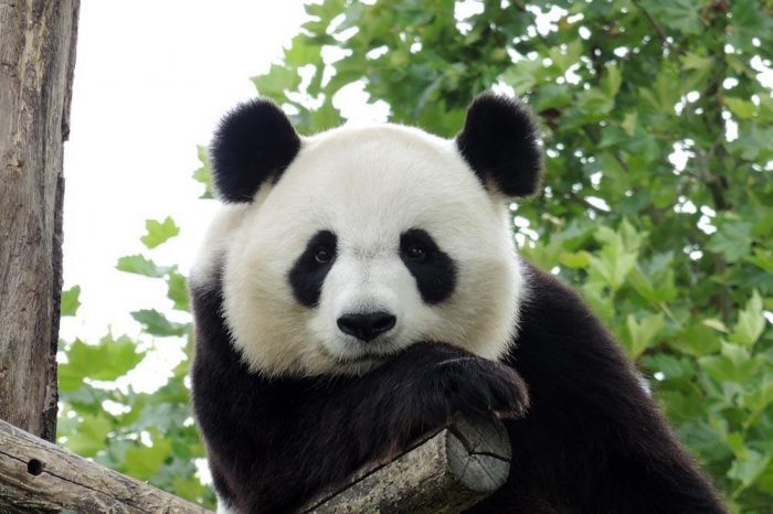 Giant Pandas and the giant buddha in Leshan