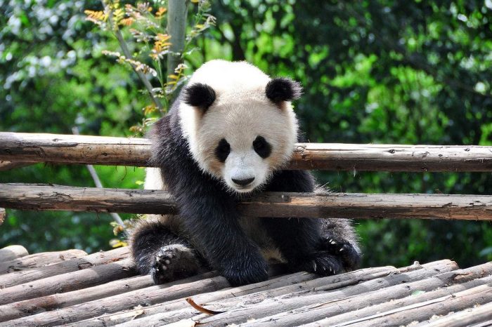 Panda Keeper Volunteer Program in Dujiangyan Panda Base