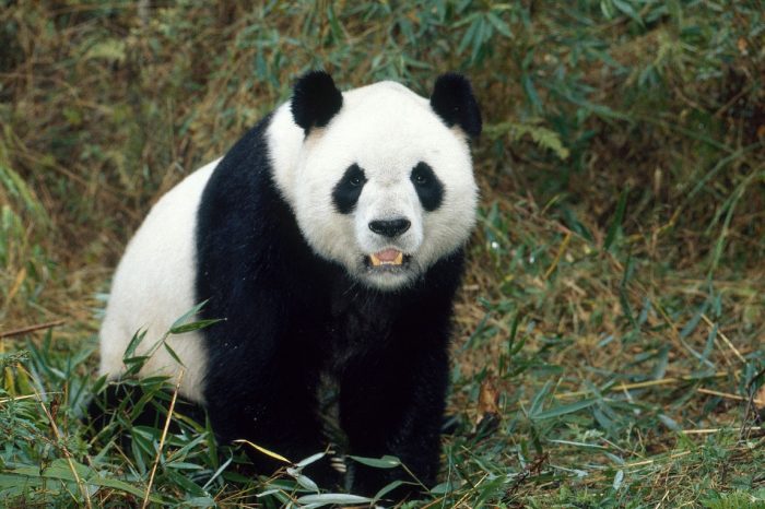 Giant Pandas and Lhasa