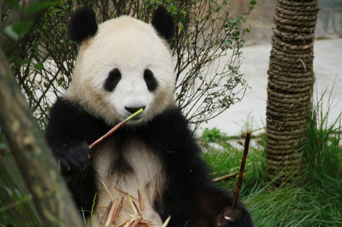Panda Keeper Volunteer Program in Bifengxia Panda Base