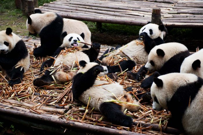Giant pandas and chengdu city explore