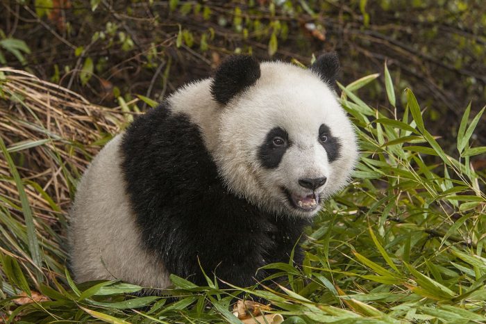 Giant pandas, giant buddha and the sacred buddhist mountain