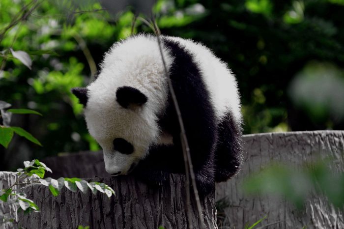 Panda Keeper Volunteer Program in Wolong Gengda Panda Base